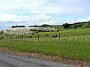 3.3- Vaches et roseaux